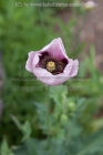 cache/Bildergalerien//Kanarische Inseln und Madeira/Pflanzen/Mohn-Borstiger-2_Papavere-setigerum.jpg